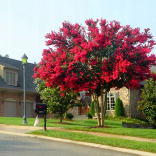 Indická Lagerstroemia RED IMPERATOR veľmi červená, NAJDLHŠIE KVIÚCA